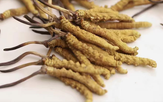 鮮冬蟲(chóng)夏草熬湯怎么處理