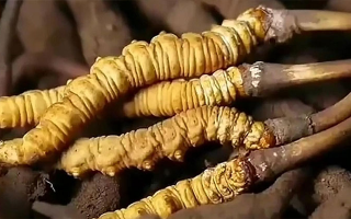 那曲蟲(chóng)草展銷(xiāo)會(huì)暨巴青采集體驗(yàn)活動(dòng)啟幕