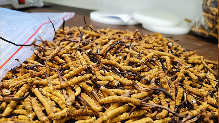 冬蟲夏草干草鮮草哪個(gè)好