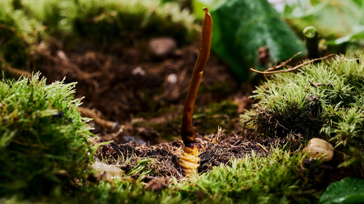 正宗那曲<a href=http://m.ynrhw.com/xinxian/ target=_blank class=infotextkey>新<a href=http://m.ynrhw.com/xinxian/ target=_blank class=infotextkey>鮮冬蟲夏草價(jià)格</a></a>