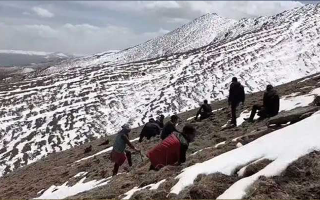 冬蟲夏草是什么季節(jié)挖的