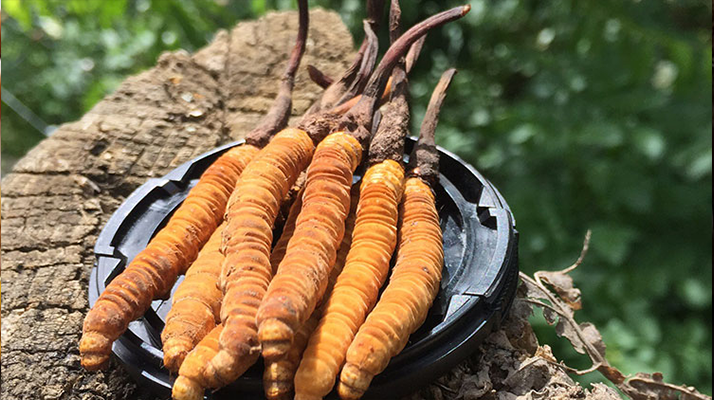 冬蟲(chóng)夏草可以打粉服用嗎