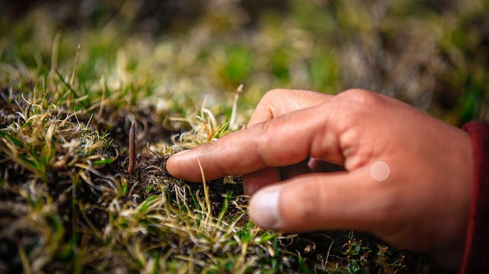 冬蟲夏草怎么找？自然采挖與市場獲取全指南