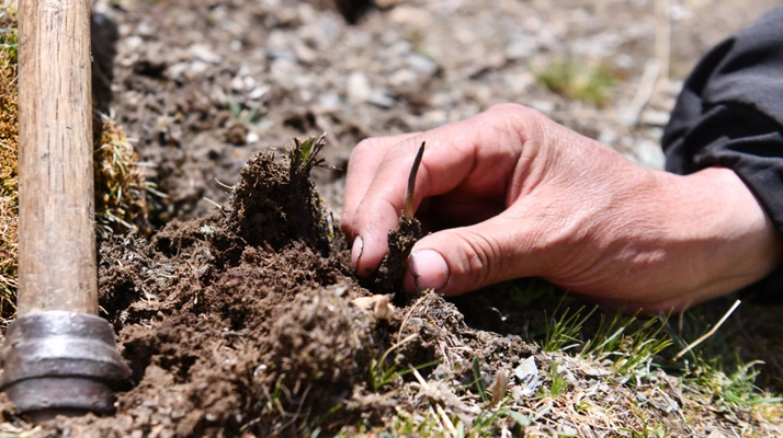 冬蟲夏草采摘全紀實：一場海拔4500米的生命接力