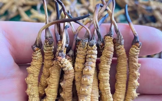 冬蟲(chóng)夏草等級(jí)怎么辨別？專(zhuān)業(yè)指南教你識(shí)別優(yōu)劣真?zhèn)?> </div>
            <div   id=