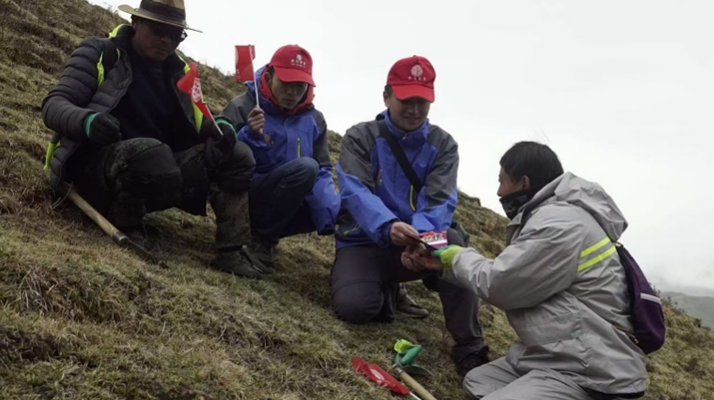 冬蟲夏草：把握最佳采摘季，守護自然饋贈