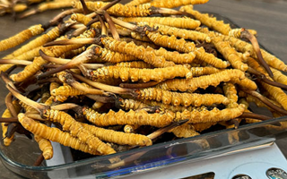 冬蟲夏草小孩可以服用嗎？科學(xué)判斷與服用指南