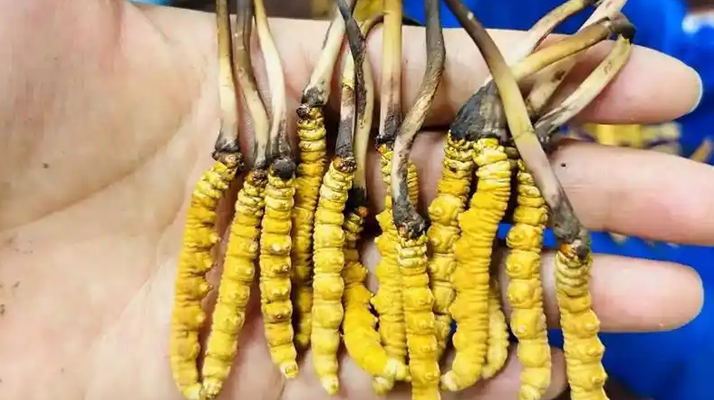 正宗那曲新鮮<a href=http://m.ynrhw.com/jiage/ target=_blank class=infotextkey>冬蟲夏草價格</a>揭秘