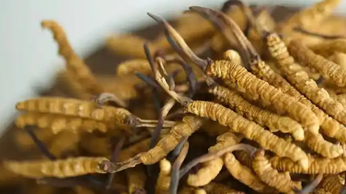 冬蟲夏草怎么看好壞？掌握這幾招，輕松辨優(yōu)劣