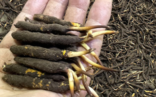 一天一根新鮮冬蟲夏草，這些功效藏不住