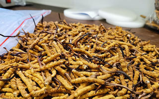 冬蟲夏草：泡水喝還是煮一下？兩種食用方式的全面對比