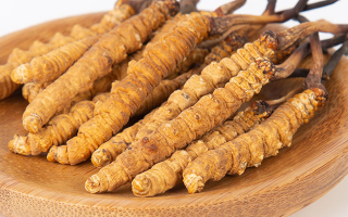 冬蟲夏草，真有那么大效果？