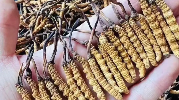 冬蟲夏草一克多少錢？多因素影響下的價格剖析