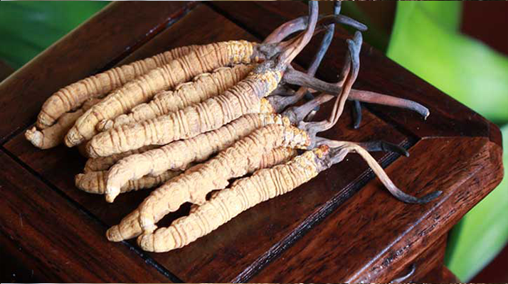 長期干咳如何吃冬蟲夏草：潤肺止咳的科學(xué)食用指南