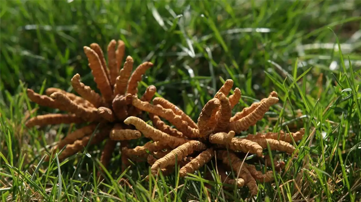 冬蟲(chóng)夏草越久越值錢(qián)嗎