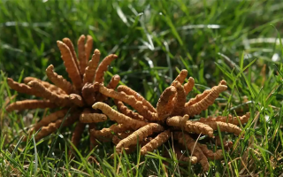 冬蟲(chóng)夏草越久越值錢(qián)嗎