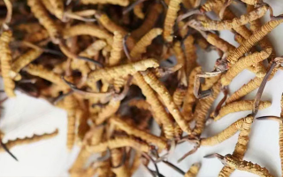 冬蟲夏草一斤多少元一根？多因素交織下的價格探秘