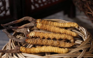 冬蟲夏草煲湯怎么煲好喝？營養(yǎng)與口感雙優(yōu)的實(shí)用指南