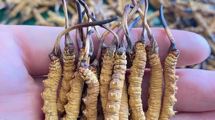 冬蟲夏草怎么辨別真假？6 個實用鑒別方法