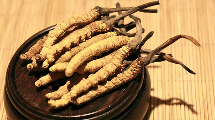 剛挖采的冬蟲(chóng)夏草怎么辦？科學(xué)處理與儲(chǔ)存指南