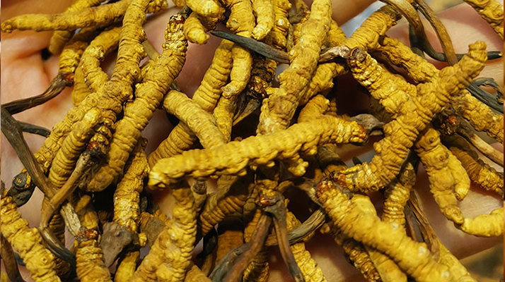 煮冬蟲夏草水能否泡茶？正確飲用方式與誤區(qū)解析