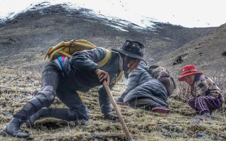 野生冬蟲夏草產(chǎn)地在哪里？核心產(chǎn)區(qū)與品質(zhì)特點(diǎn)解析