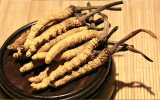 剛挖采的冬蟲(chóng)夏草怎么辦？科學(xué)處理與儲(chǔ)存指南