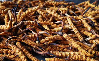 一根冬蟲夏草大概多少錢？?jī)r(jià)格背后的秘密