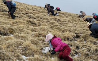 冬蟲夏草采挖看月份！4-7月各產(chǎn)區(qū)差異大，5-6月是“黃金窗口”
