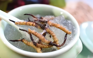 十根冬蟲夏草能泡幾斤酒？泡酒比例與細節(jié)指南