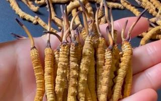 真假冬蟲(chóng)夏草怎么辨別？5 個(gè)實(shí)用方法 + 避坑指南