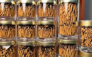 正宗冬蟲夏草能 “治” 哪些??？科學(xué)認(rèn)知其輔助調(diào)理作用