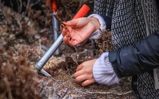 山上認(rèn)冬蟲夏草：從環(huán)境到細(xì)節(jié)，4 步避開 “偽蟲草”