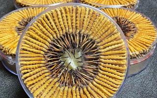 冬蟲夏草一斤價(jià)格多少？2025 年行情揭秘，差價(jià)竟達(dá)數(shù)十倍