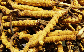 石斛與冬蟲(chóng)夏草哪個(gè)好？從功效到適用場(chǎng)景的全面對(duì)比