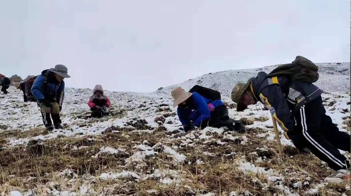 冬蟲(chóng)夏草：探尋其核心產(chǎn)地的奧秘