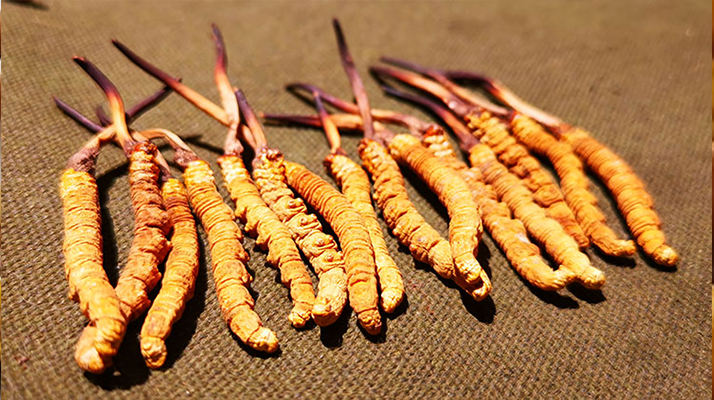 冬蟲夏草泡水：每次放多少水才合適？