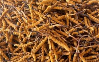 冬蟲夏草專業(yè)存放指南：這樣存，品質(zhì)不打折