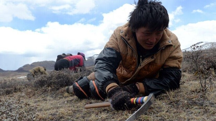 那曲<a href=http://m.ynrhw.com/sdph/wacr/ target=_blank class=infotextkey>挖草人</a>阿旺的蟲草采摘時間表 