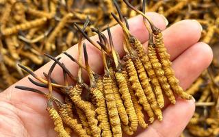 冬蟲夏草專家詳解：不同形態(tài)蟲草的保存方法與時(shí)限，避免營(yíng)養(yǎng)白白流失