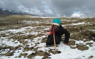 冬蟲夏草專家解讀：哪里的冬蟲夏草品質(zhì)最優(yōu)？