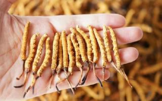為啥說頭期冬蟲夏草品質(zhì)最好？掰開揉碎給你講
