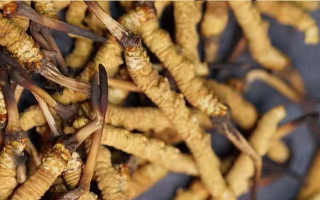 野生冬蟲夏草多少錢一斤？2025 年市場行情全解析