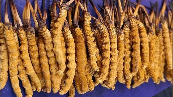 挖了三十年蟲草，這些采摘的苦，沒經(jīng)歷過的人真不懂