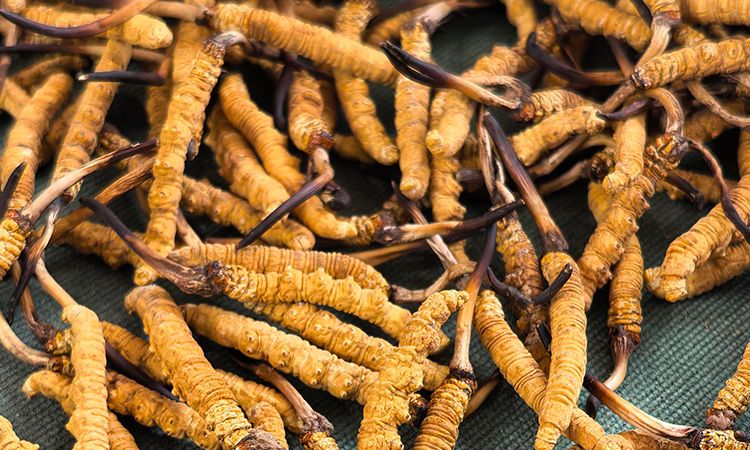 燉了二十年蟲(chóng)草湯，這口感我太熟了，跟你細(xì)細(xì)說(shuō)