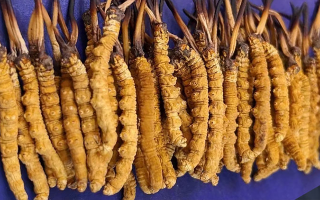 挖了三十年蟲草，這些采摘的苦，沒經(jīng)歷過的人真不懂