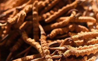 冬蟲夏草采后保存指南：鎖住營養(yǎng)，延長鮮度?