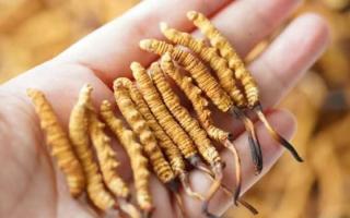 東強(qiáng)堂科普：3克冬蟲夏草是幾根？那曲源頭品牌教你精準(zhǔn)換算