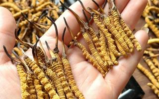 東強(qiáng)堂科普：雪山冬蟲夏草無“葉”！那曲珍品的草頭形態(tài)藏著品質(zhì)密碼