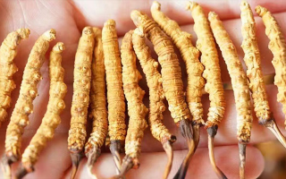 四歲寶寶能吃冬蟲(chóng)夏草嗎？藏農(nóng)神草：科學(xué)滋養(yǎng)，守護(hù)孩童成長(zhǎng)元?dú)?西藏那曲蟲(chóng)草網(wǎng)